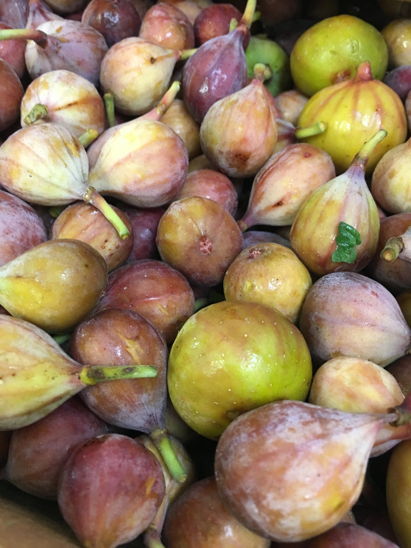 RANDY YAZDANI FIG FARM