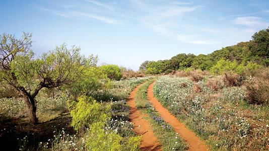 TEAinTEXAS Farm Fresh Herbs